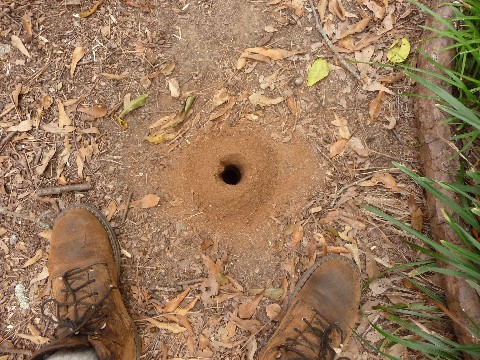 Hole Bored 10inches Deep Medium Web view.jpg